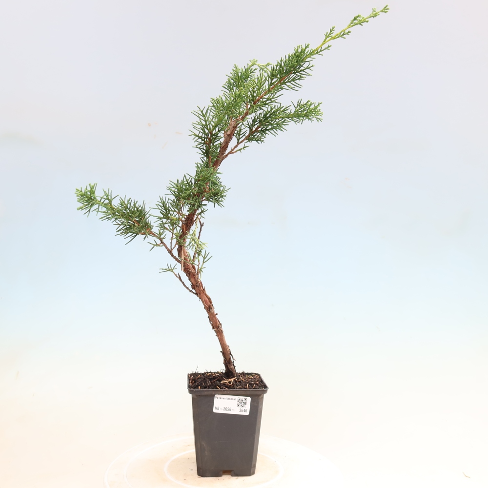 Venkovní bonsai - Juniperus chinensis Kishu -Jalovec čínský