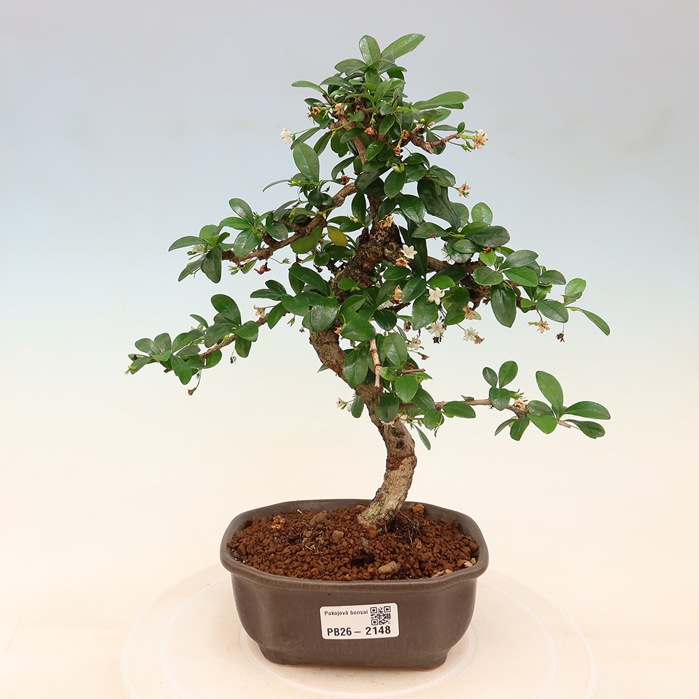 Pokojová bonsai - Carmona macrophylla - Čaj fuki