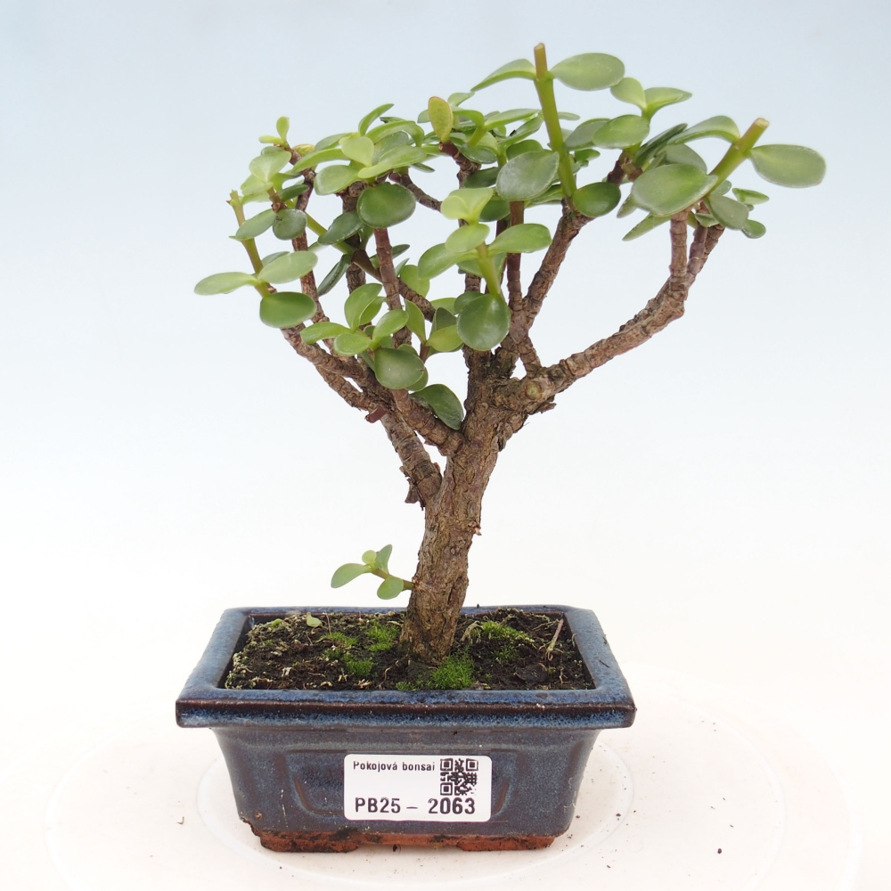 Pokojová bonsai - Portulakaria Afra - Tlustice