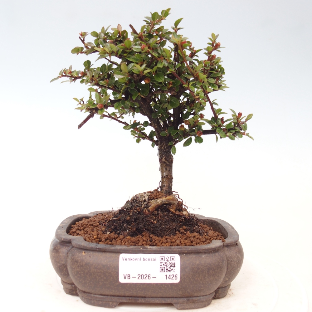 Venkovní bonsai - Cotoneaster horizontalis - Skalník