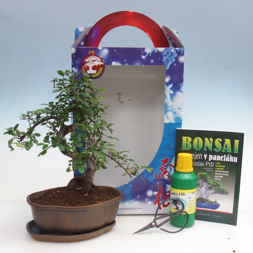 Pokojová bonsai v dárkové krabičce Ulmus parvifolia - Jilm čínský