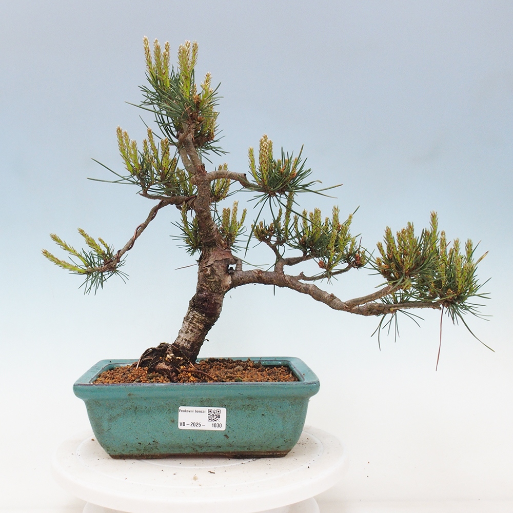 Venkovní bonsai - Pinus Sylvestris Watererri - Borovice lesní