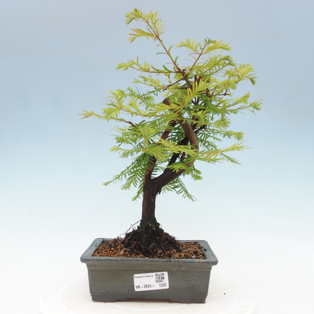 Venkovní bonsai - Metasequoia glyptostroboides - Metasekvoje čínská