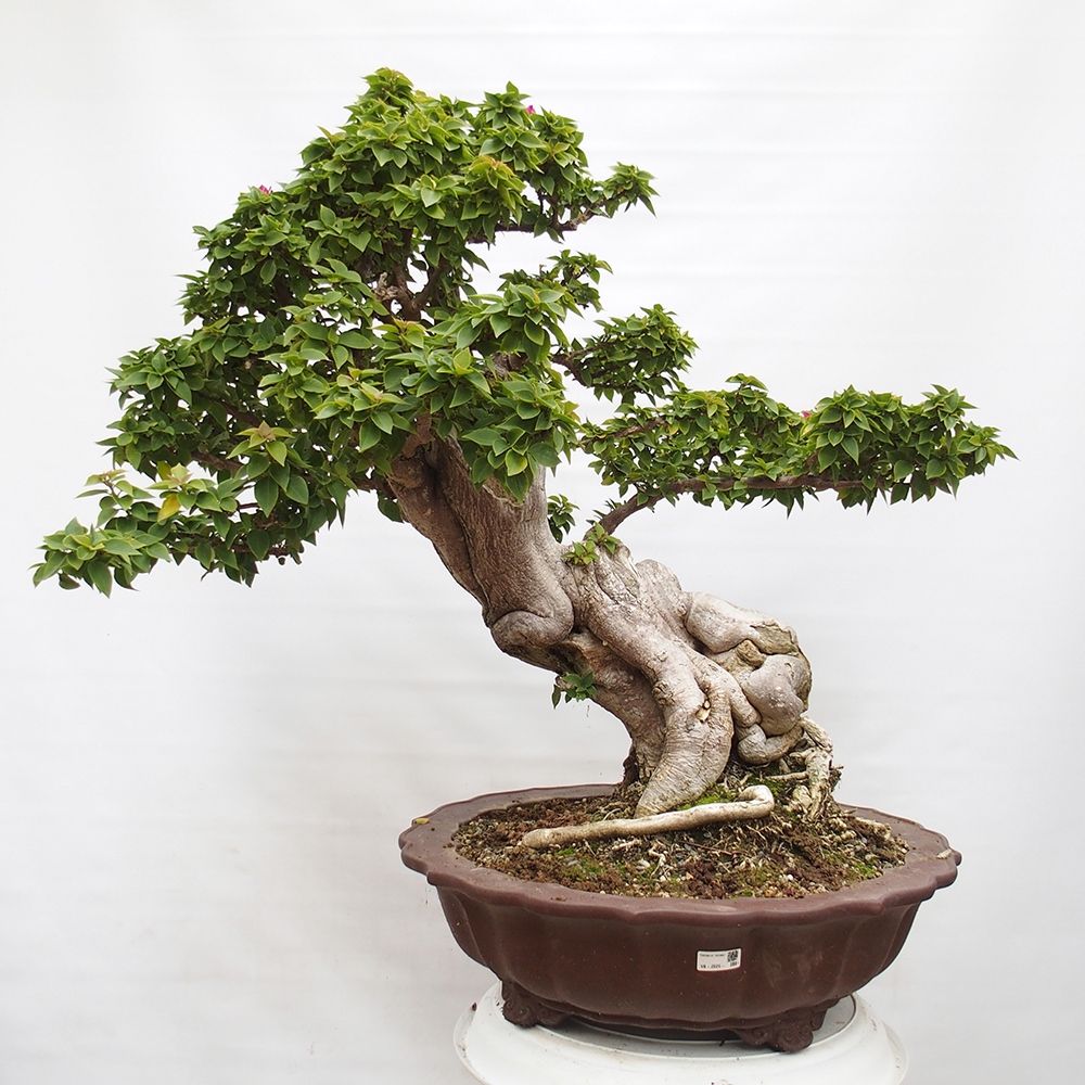 Pokojová bonsai - Bouganwilea