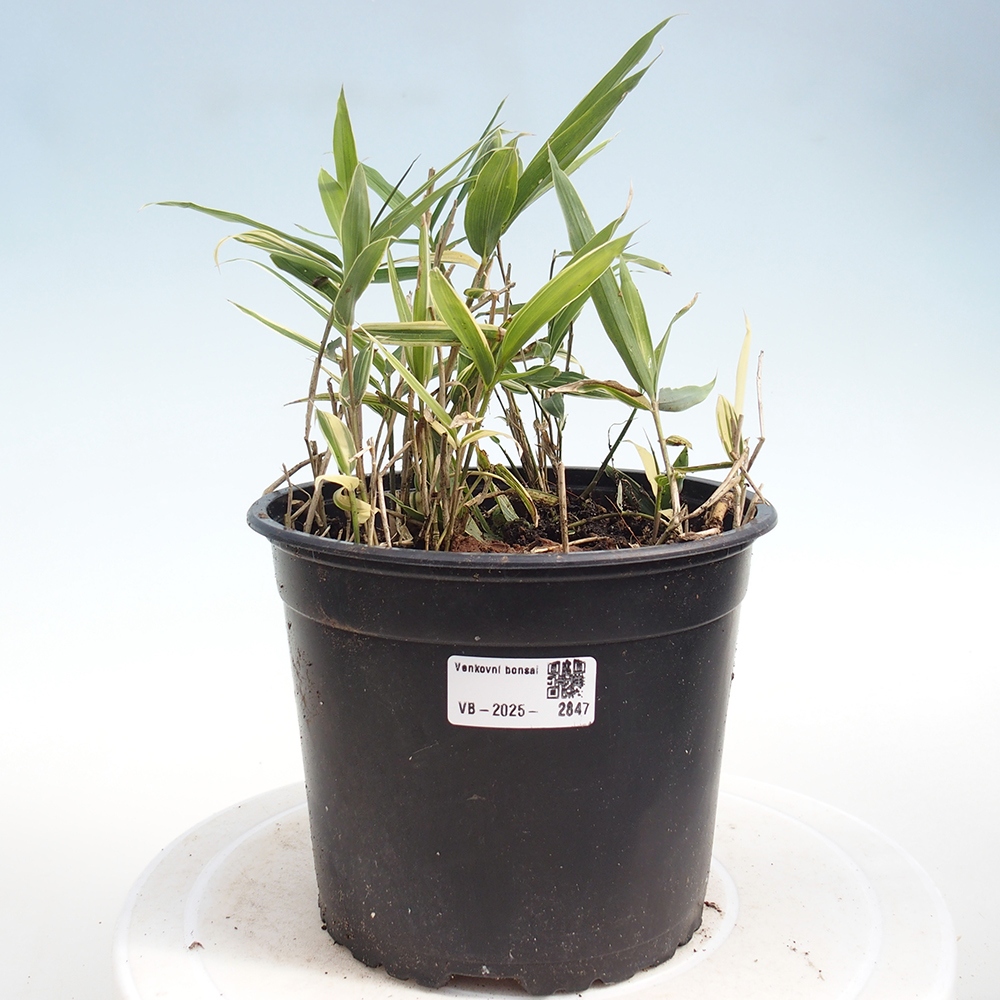 Venkovní bonsai - Sasaella masamuneana Albostriata - Bambus panašovaný