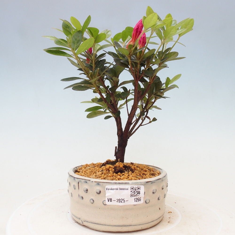 Venkovní bonsai - Japonská azalka - Azalea sp.