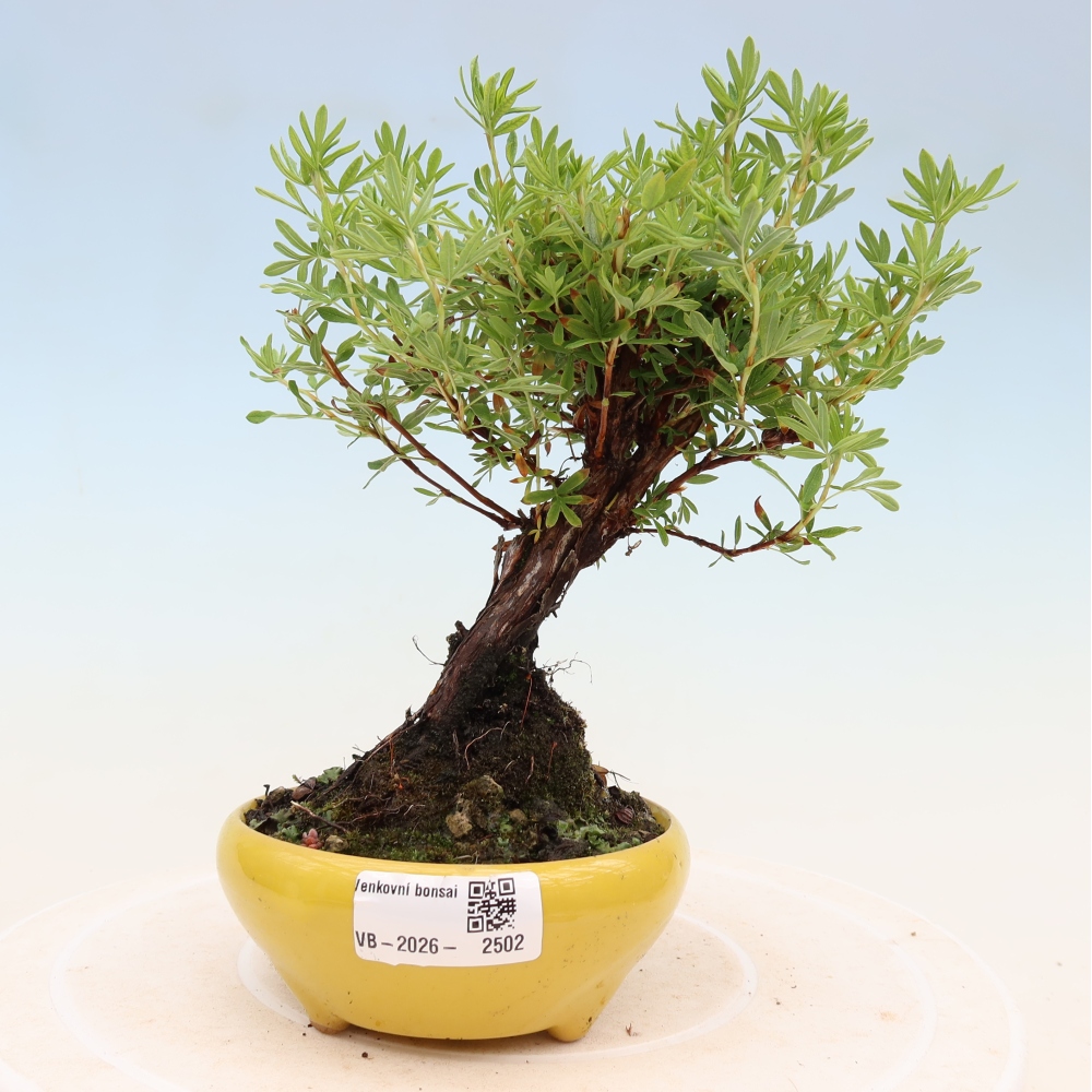 Venkovní bonsai-Mochna křovitá - potentila fruticosa 
