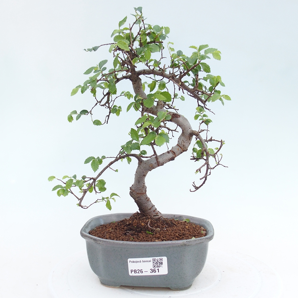 Pokojová bonsai - Ulmus parvifolia - Malolistý jilm