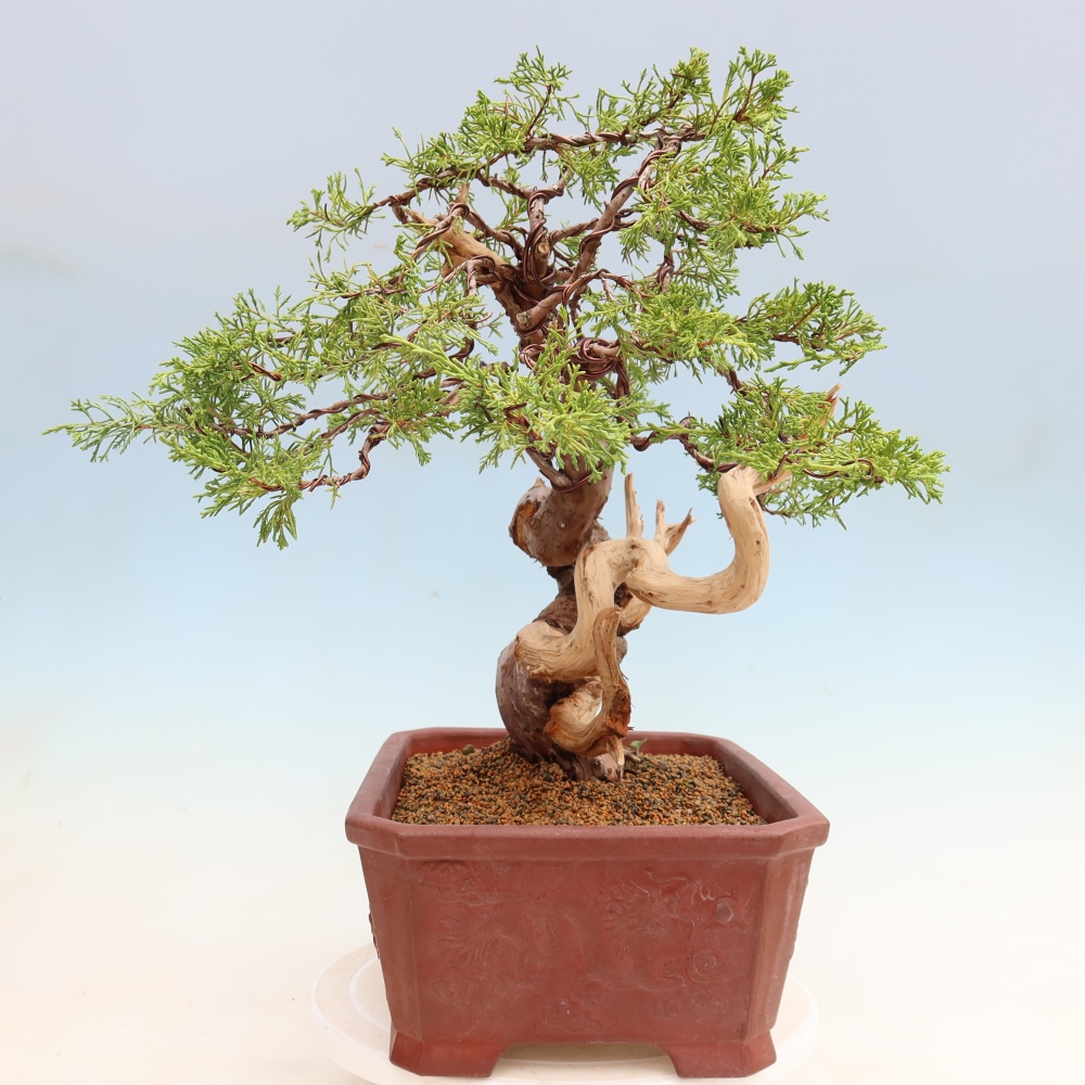 Venkovní bonsai - Juniperus chinensis Itoigawa-Jalovec čínský