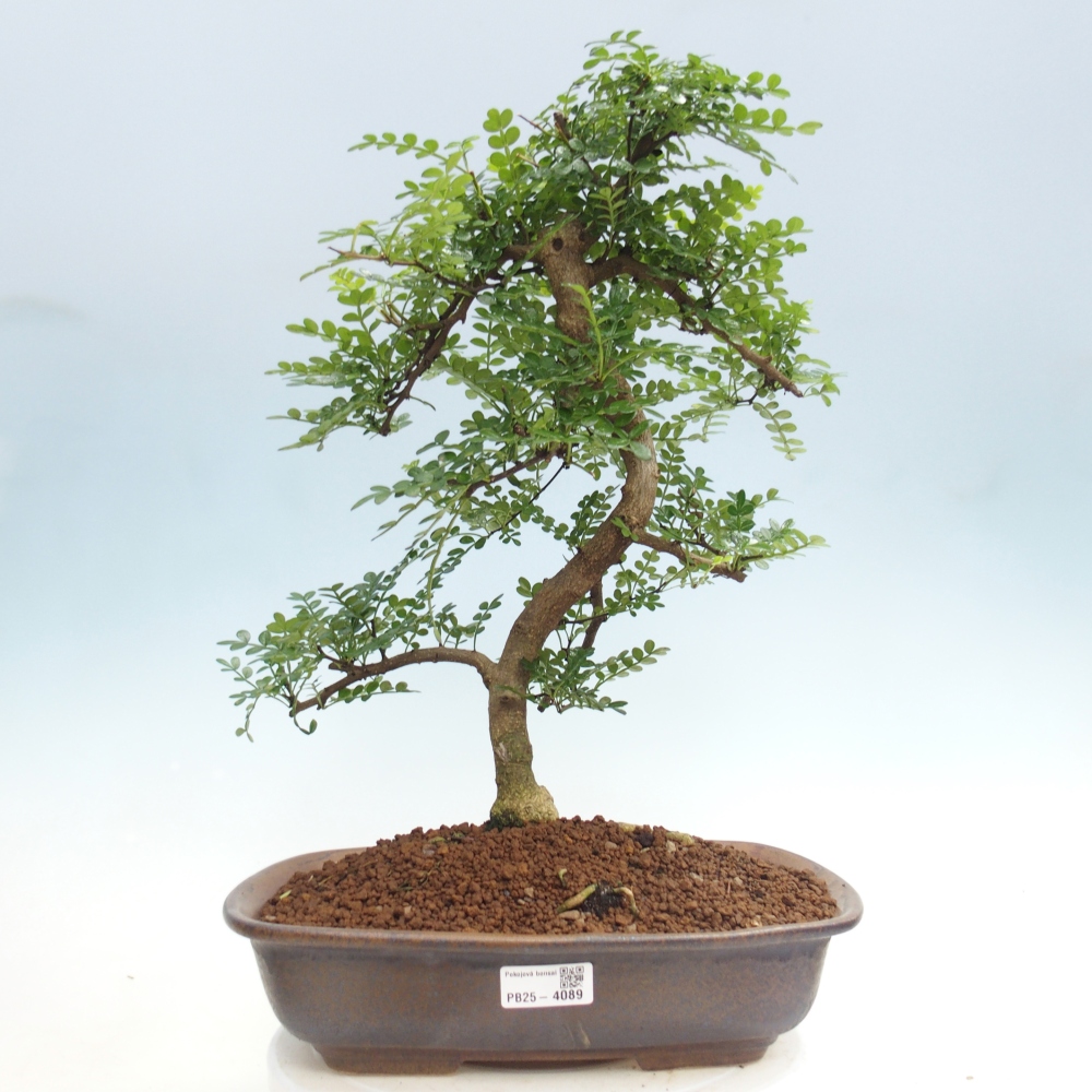 Pokojová bonsai - Zantoxylum piperitum - pepřovník