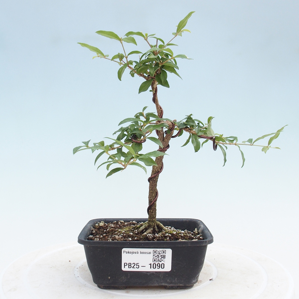 Pokojová bonsai - Malpighia coccigera- Barbdorská třešeň