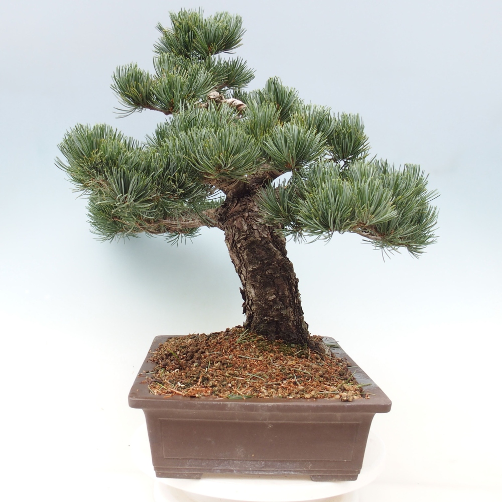 Venkovní bonsai - Pinus parviflora - Borovice drobnokvětá