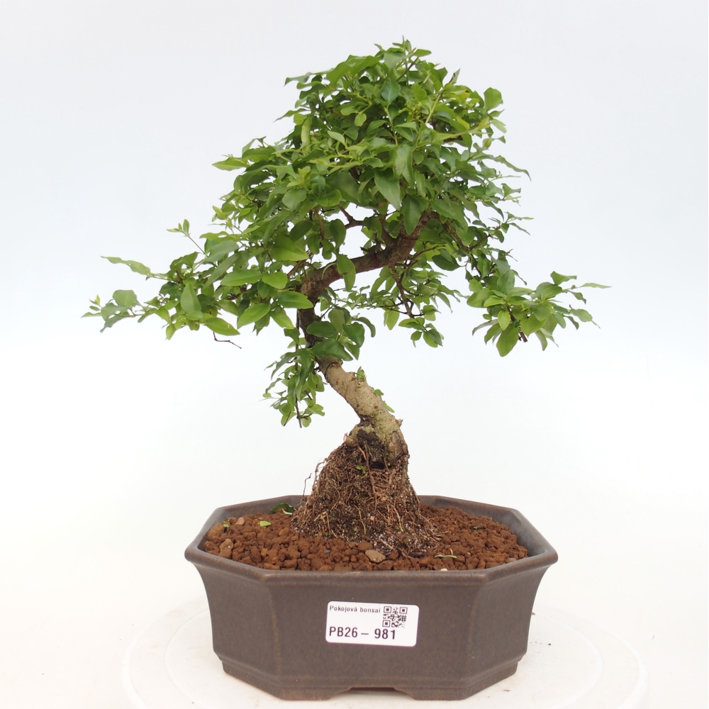 Pokojová bonsai -Ligustrum chinensis - Ptačí zob