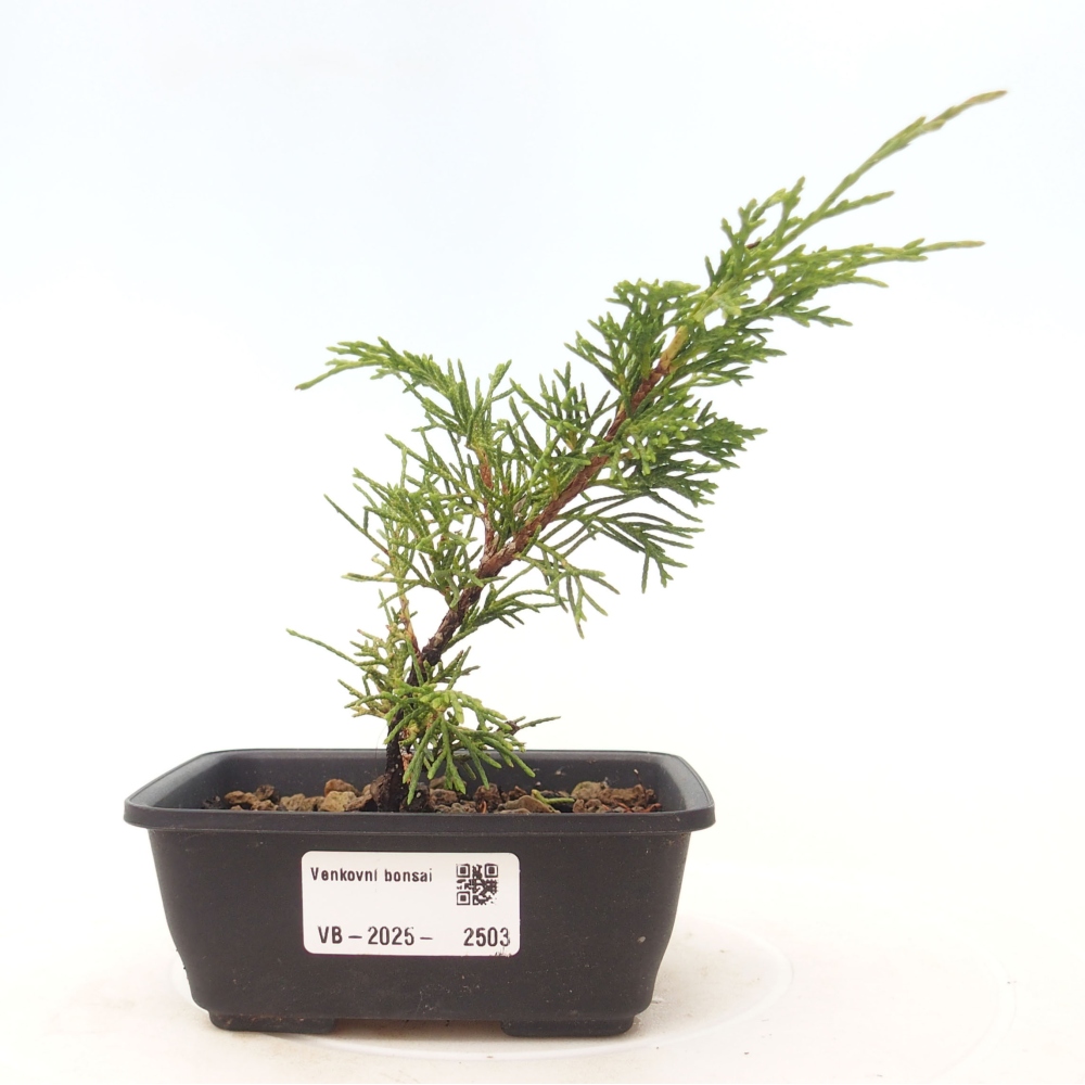Venkovní bonsai - Juniperus chinensis Itoigawa -Jalovec čínský