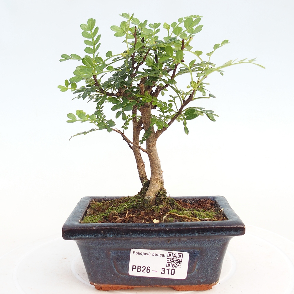 Pokojová bonsai - Zantoxylum piperitum - pepřovník