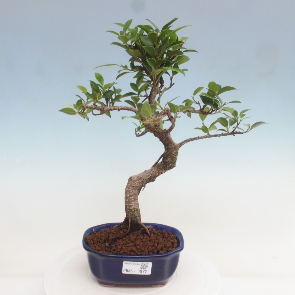 Pokojová bonsai - Ficus retusa -  malolistý fíkus