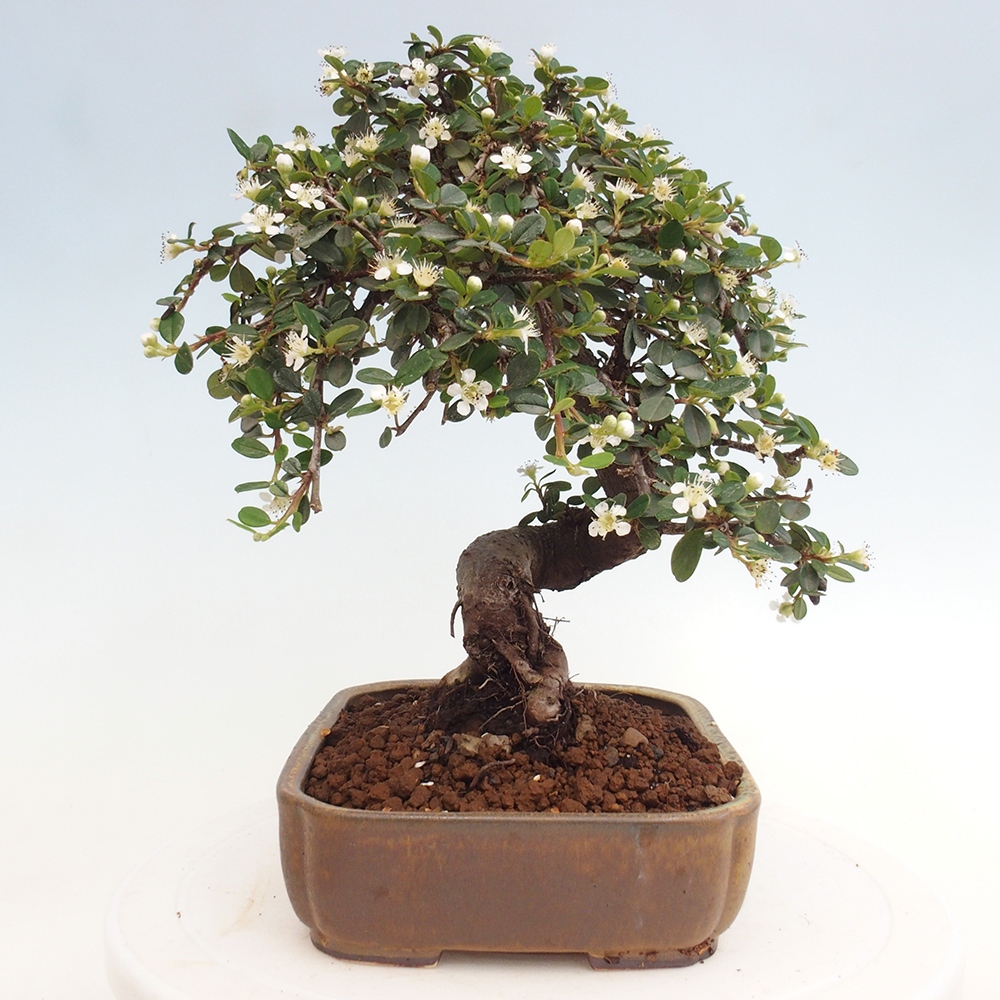 Venkovní bonsai-Cotoneaster dammeri - Skalník Damerův