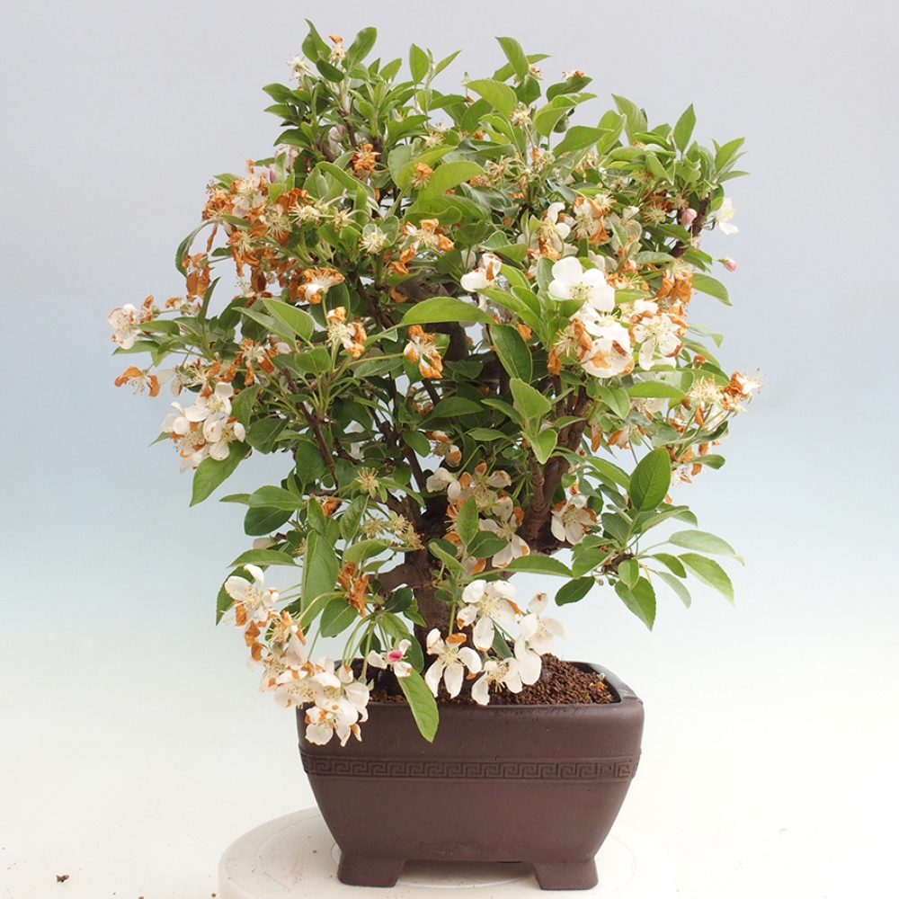 Venkovní bonsai -Malus halliana - Maloplodá jabloň