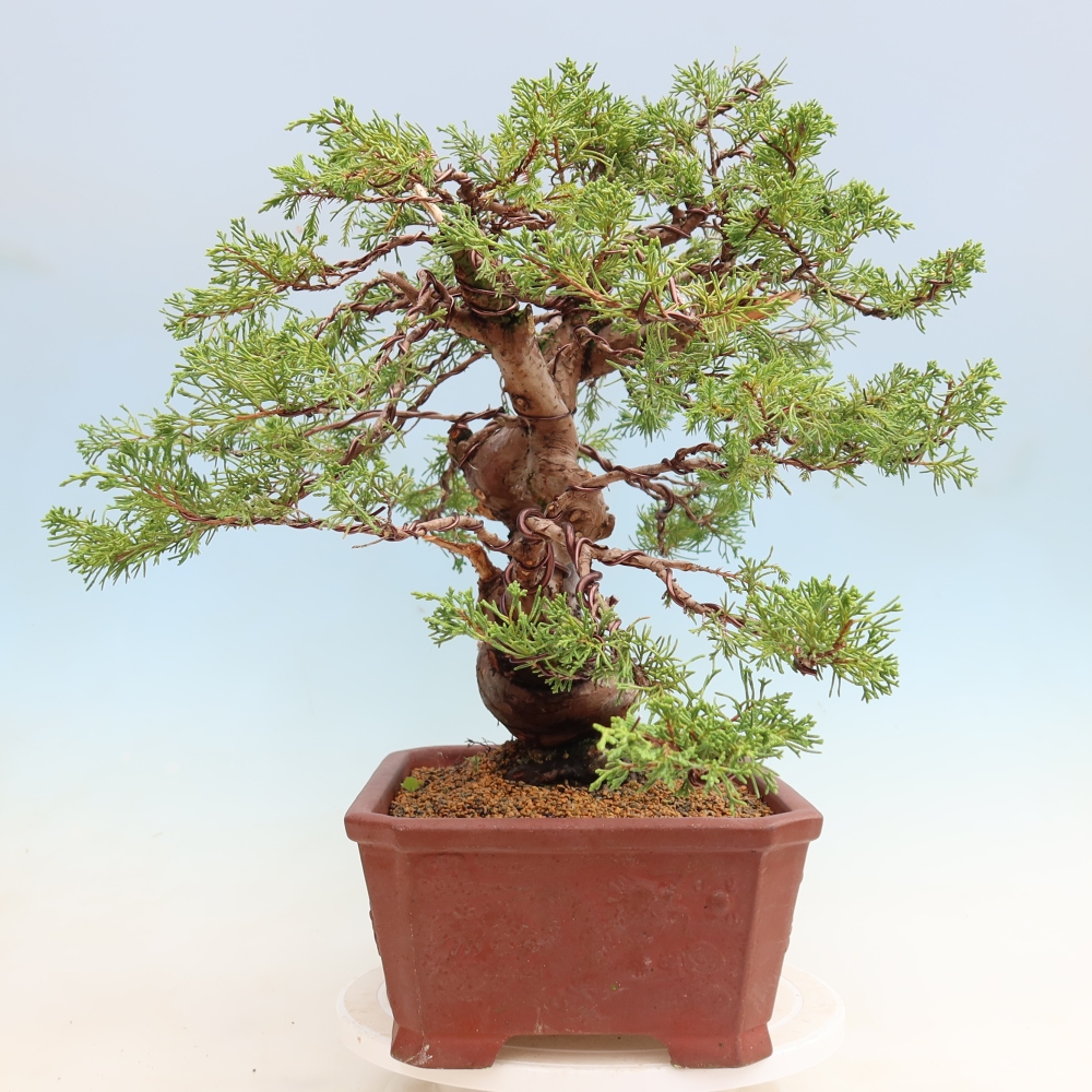 Venkovní bonsai - Juniperus chinensis Itoigawa-Jalovec čínský
