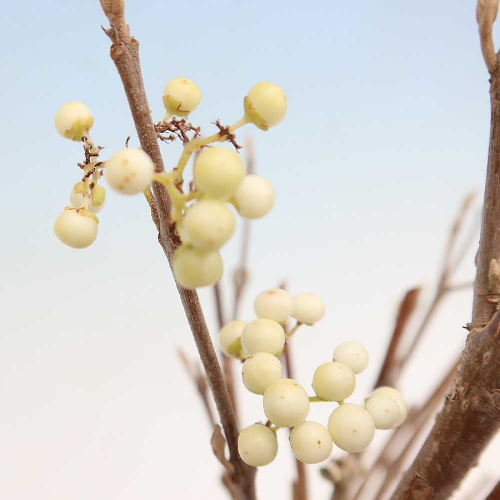 Venkovní bonsai -  Callicarpa bodinieri Snowqueen - Krásnoplodka