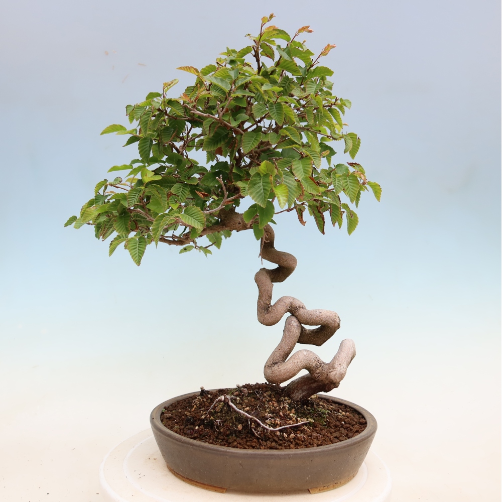 Venkovní bonsai -Carpinus Coreana - Habr korejský