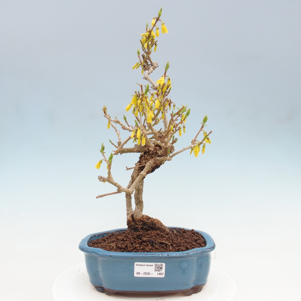 Venkovní bonsai - Zlatice - Forsythia koreana