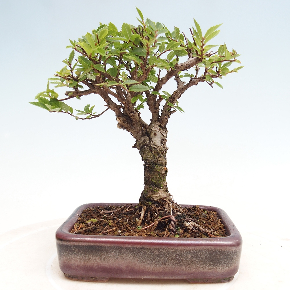 Venkovní bonsai - Zelkova - Zelkova NIRE