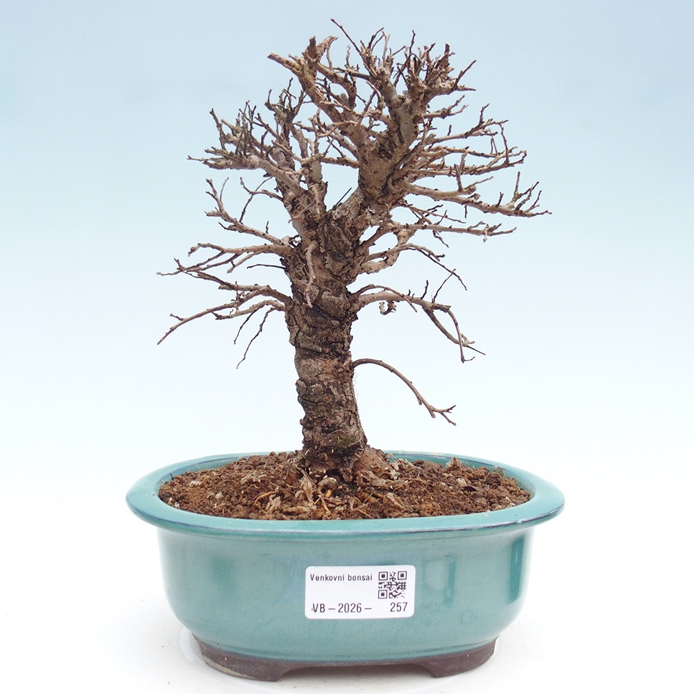 Venkovní bonsai - Zelkova - Zelkova NIRE