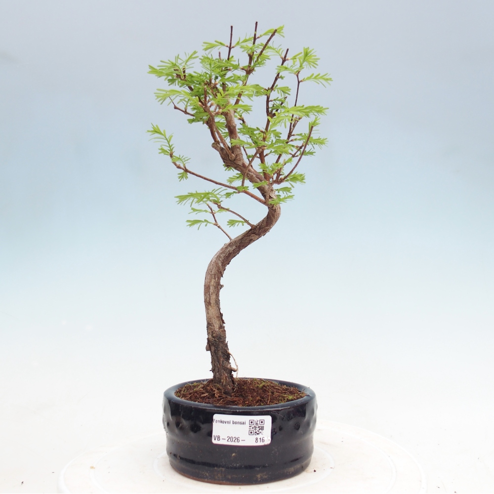 Venkovní bonsai - Metasequoia glyptostroboides - Metasekvoje čínská