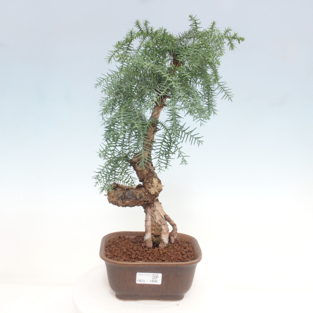 Pokojová bonsai - Araukarie - pokojový smrček