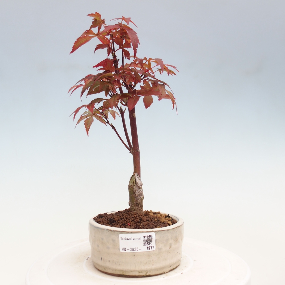 Venkovní bonsai - Acer palm. Atropurpureum-Javor dlanitolistý