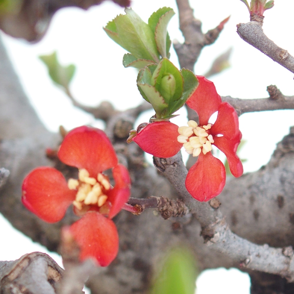 Venkovní  bonsai -  Chaneomeles speciosa - Kdoulovec ozdobný