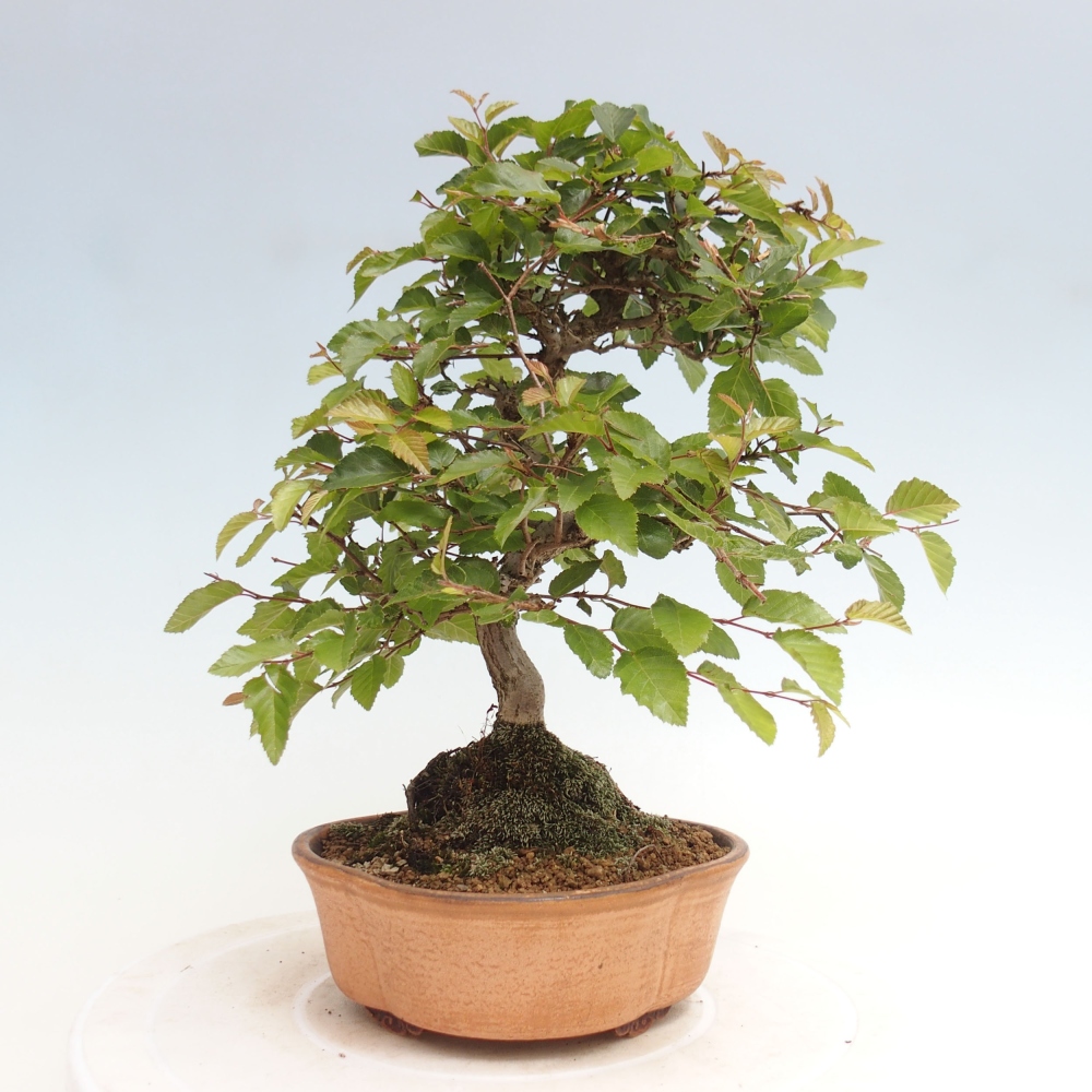Venkovní bonsai -Carpinus CARPINOIDES - Habr korejský