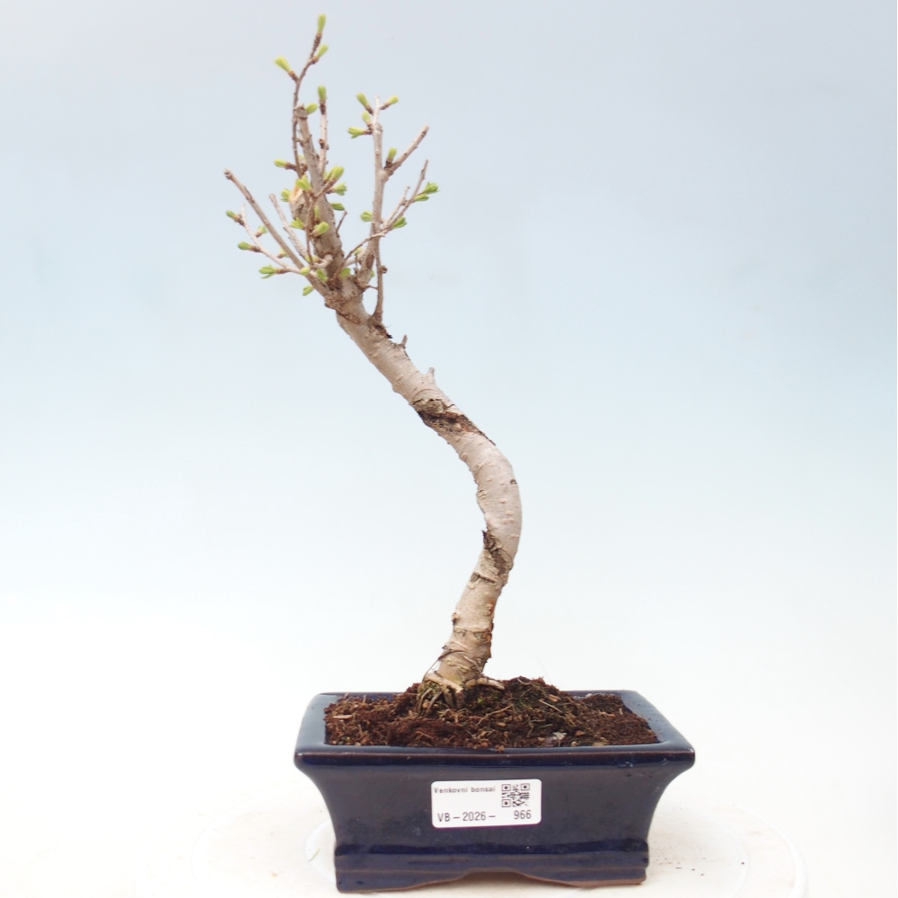 Venkovní bonsai -Pseudolarix amabis-Pamodřín