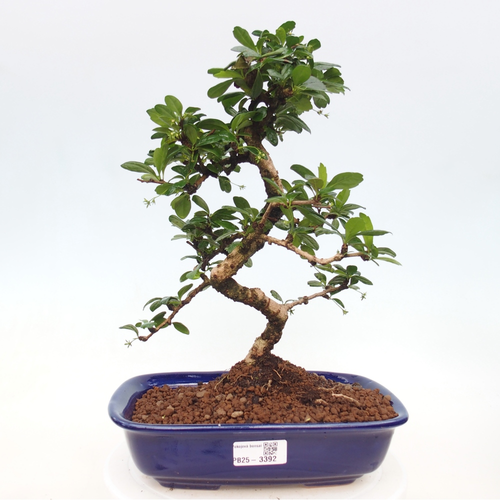 Pokojová bonsai - Carmona macrophylla - Čaj fuki