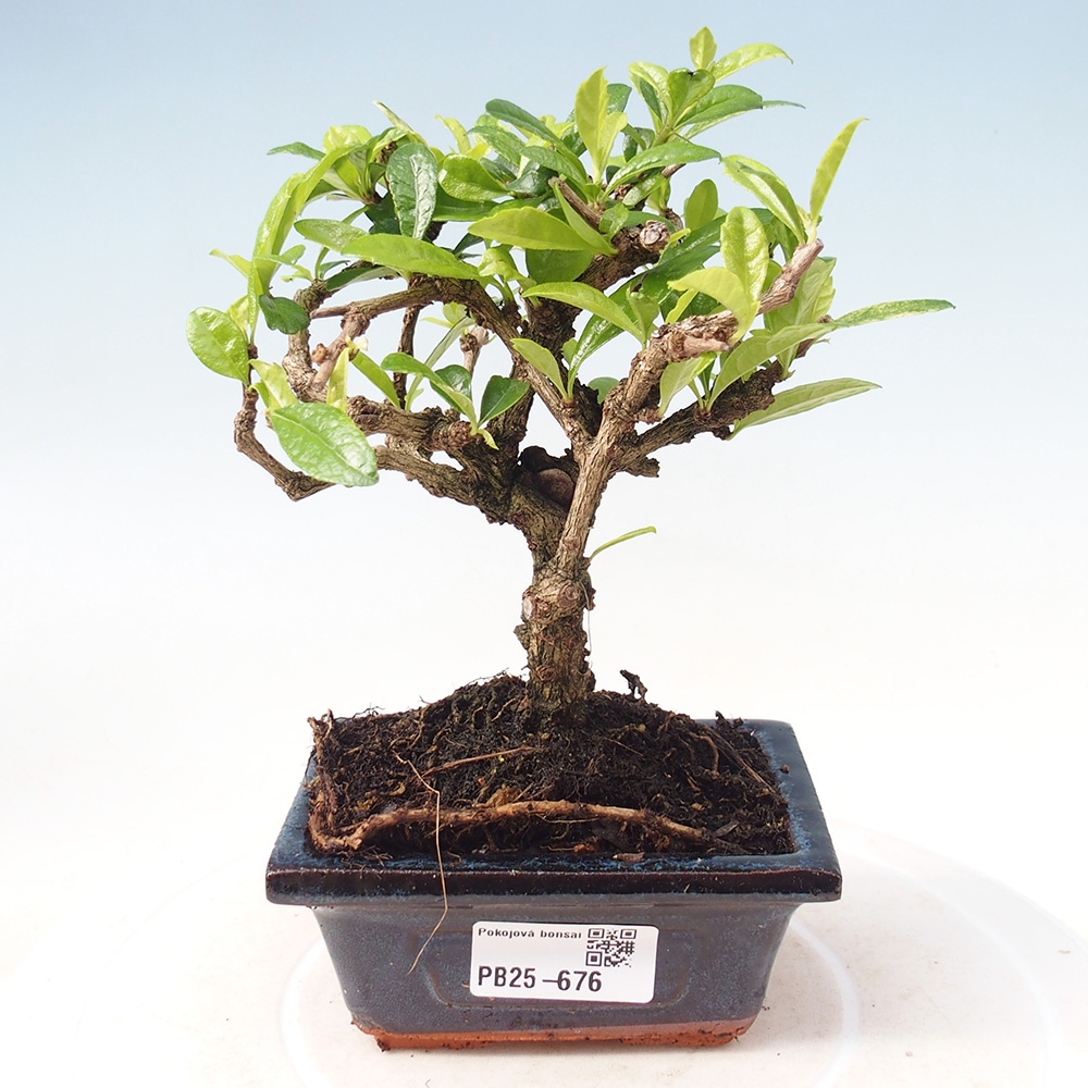 Pokojová bonsai - Carmona macrophylla - Čaj fuki