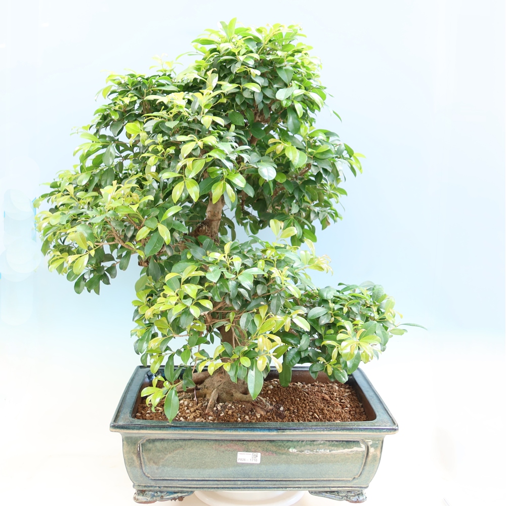 Pokojová bonsai - Australská třešeň - Eugenia uniflora 