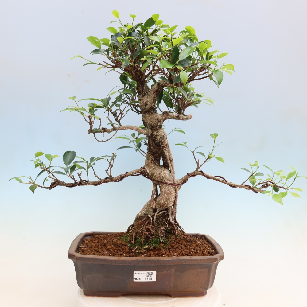 Pokojová bonsai - Ficus kimmen -  malolistý fíkus