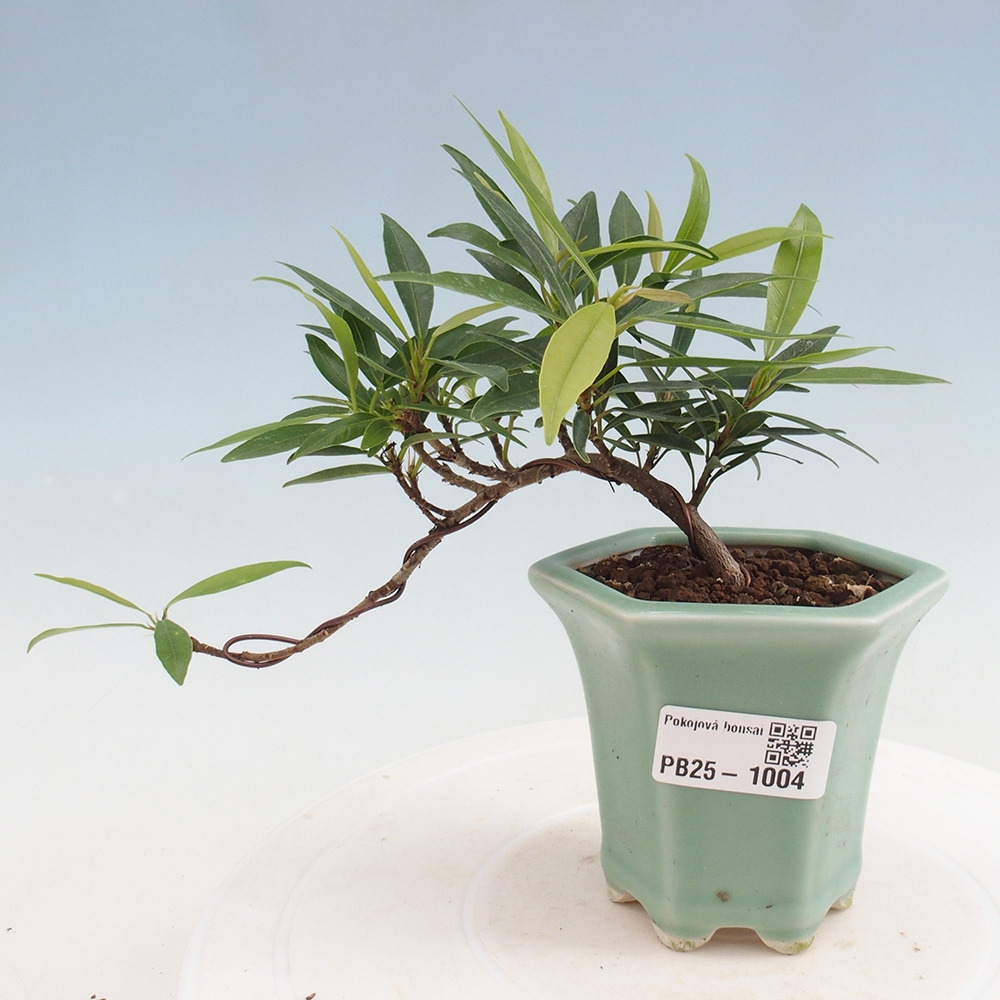 Pokojová bonsai - Ficus nerifolia -  malolistý fíkus
