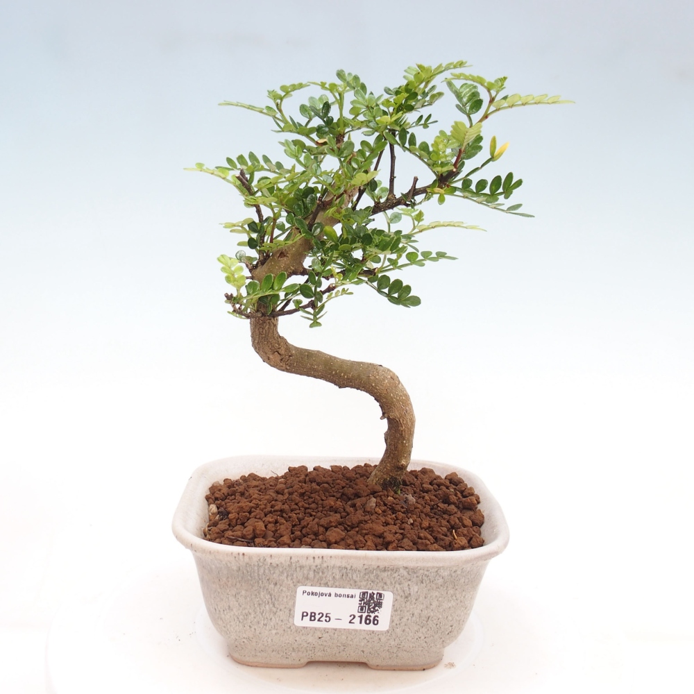 Pokojová bonsai -Ligustrum chinensis - Ptačí zob