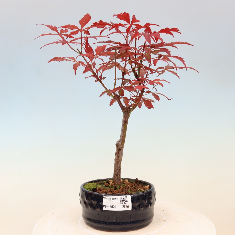 Venkovní bonsai - Acer palm. Atropurpureum-Javor dlanitolistý