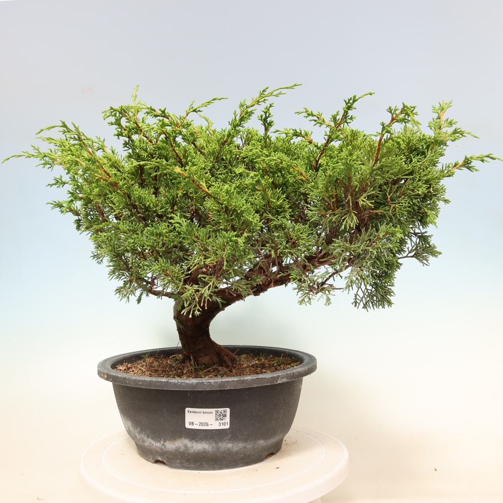 Venkovní bonsai - Juniperus chinensis Itoigawa-Jalovec čínský