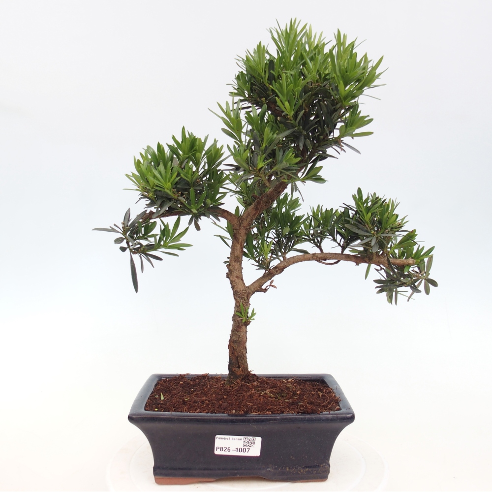 Pokojová bonsai - Podocarpus - Kamenný tis