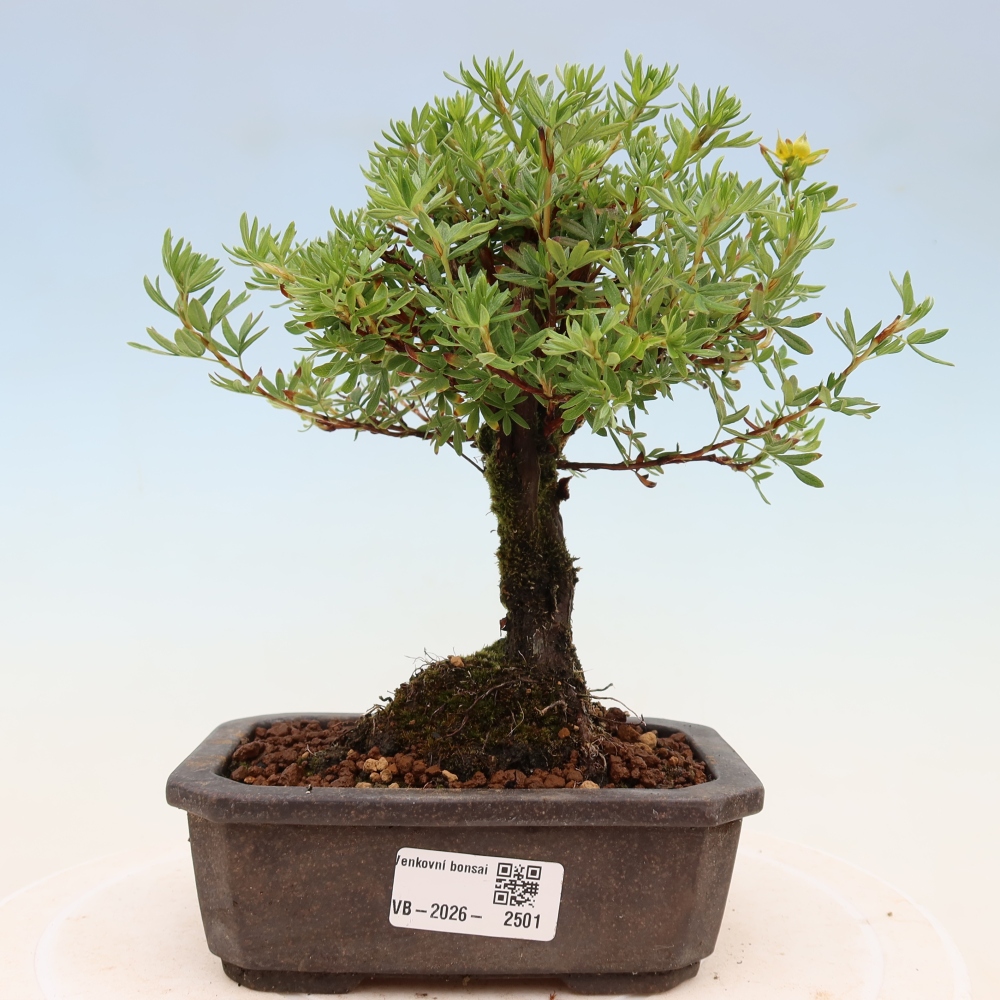 Venkovní bonsai-Mochna křovitá - potentila fruticosa 