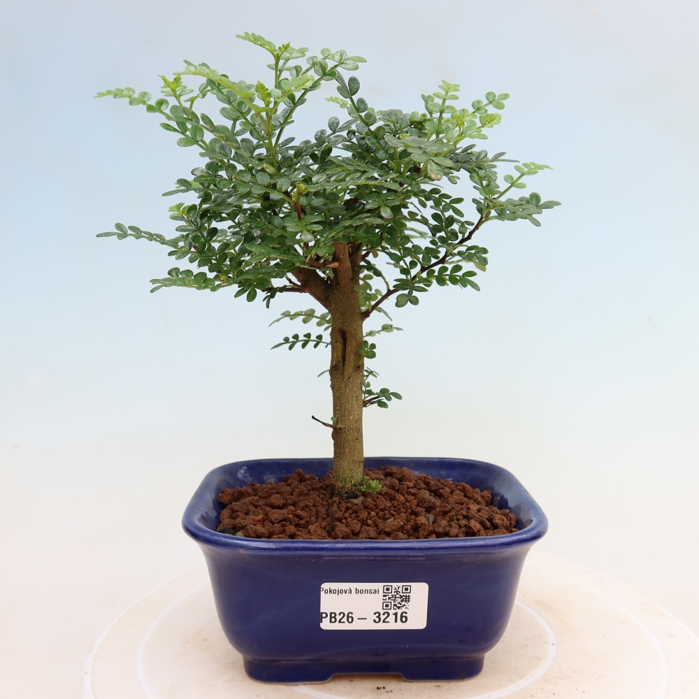 Pokojová bonsai - Zantoxylum piperitum - Pepřovník