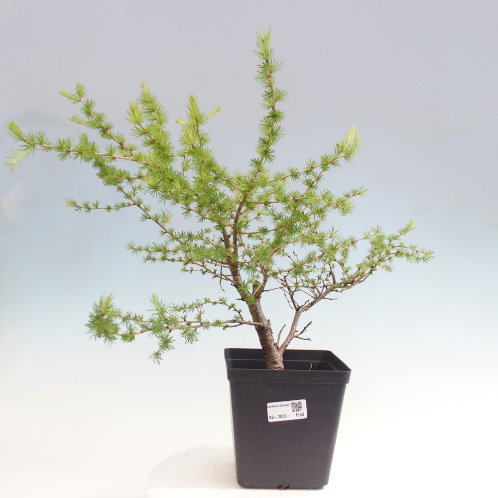 Venkovní bonsai -Larix decidua - Modřín opadavý 
