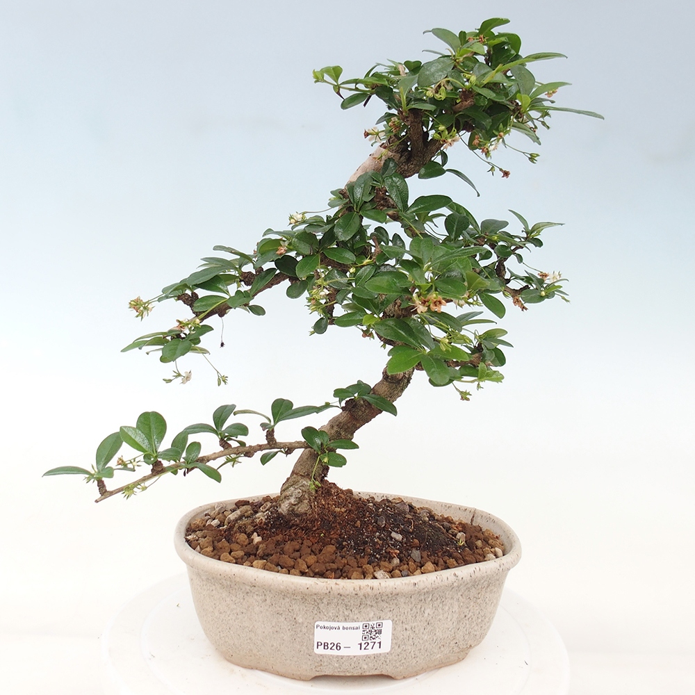 Pokojová bonsai - Carmona macrophylla - Čaj fuki