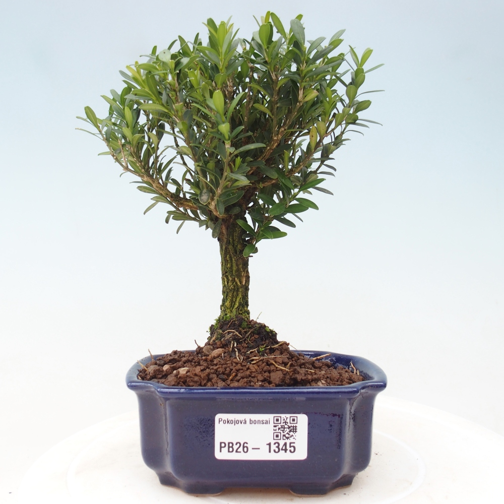 Pokojová bonsai - Buxus harlandii -korkový buxus