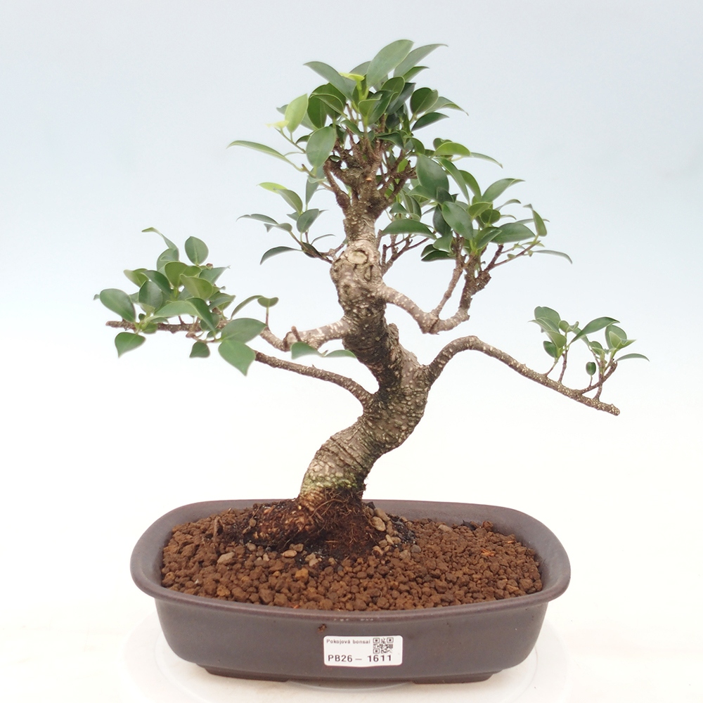 Pokojová bonsai - Ficus kimmen -  malolistý fíkus