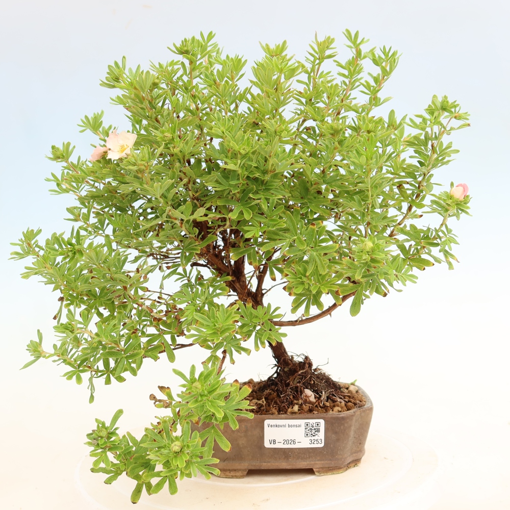 Venkovní bonsai-Mochna křovitá - Potentila fruticosa Bellissima